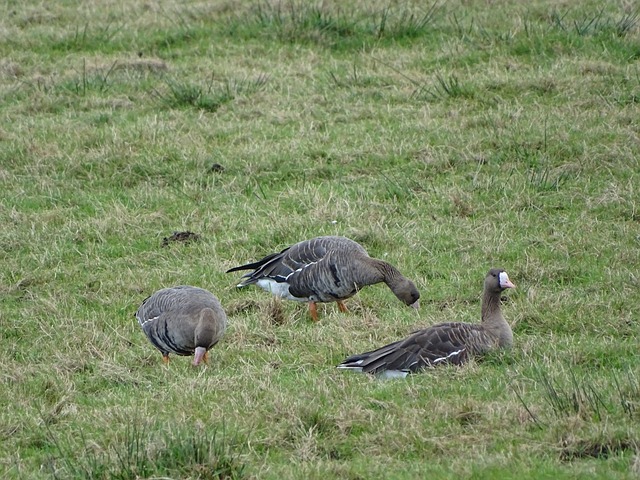七连杀，那不勒斯自2020年以来连续七次在主场击败尤文